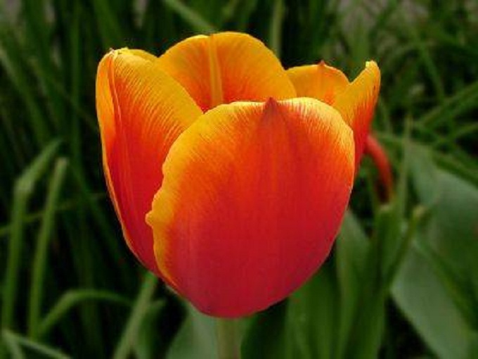 Tulipa laranja